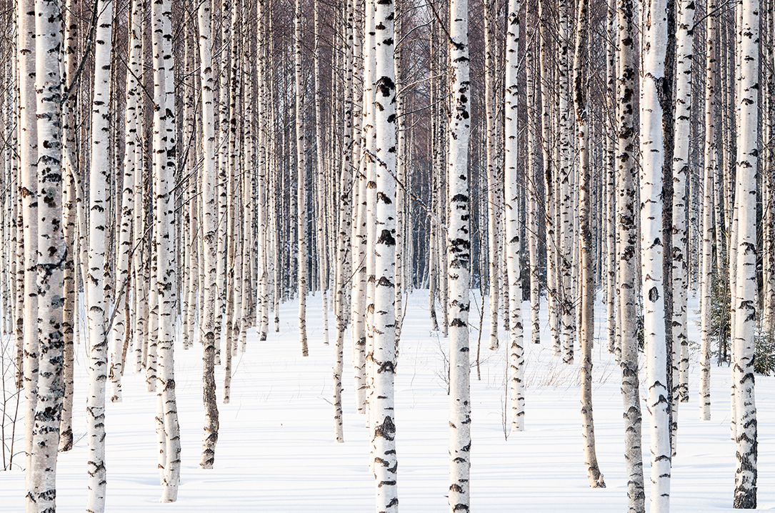 Nopsa – Huumeinfo nuorten läheisille 14.1. klo 18