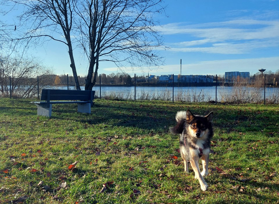 koira juoksee joen rannassa vihreällä nurmella syksyllä, taustalla kaupunkimaisemaa